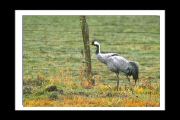 grues_cendrees (38).jpg